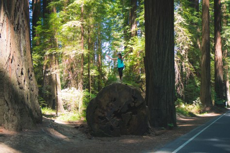 Redwoods avenue of the giants